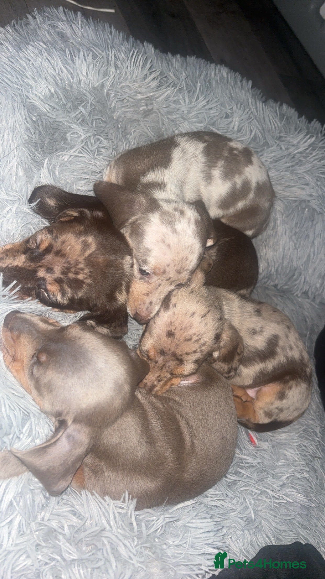 Dachshund dogs Miniature dachshund puppies for sale  - Advert 1