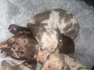 Dachshund dogs Miniature dachshund puppies for sale - Advert 1