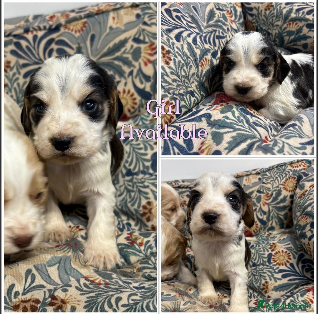 Cocker Spaniel dogs for sale: KC registered English cocker spaniels - Advert 12