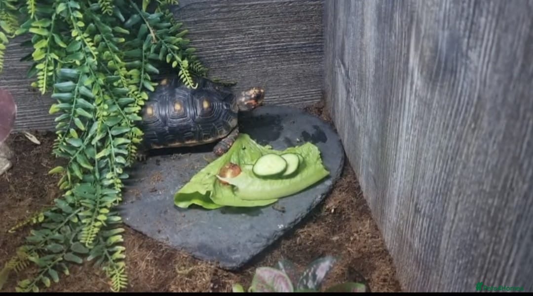 Tortoise reptiles for sale: 2 year old red footed tortoise and set up  - Advert 4