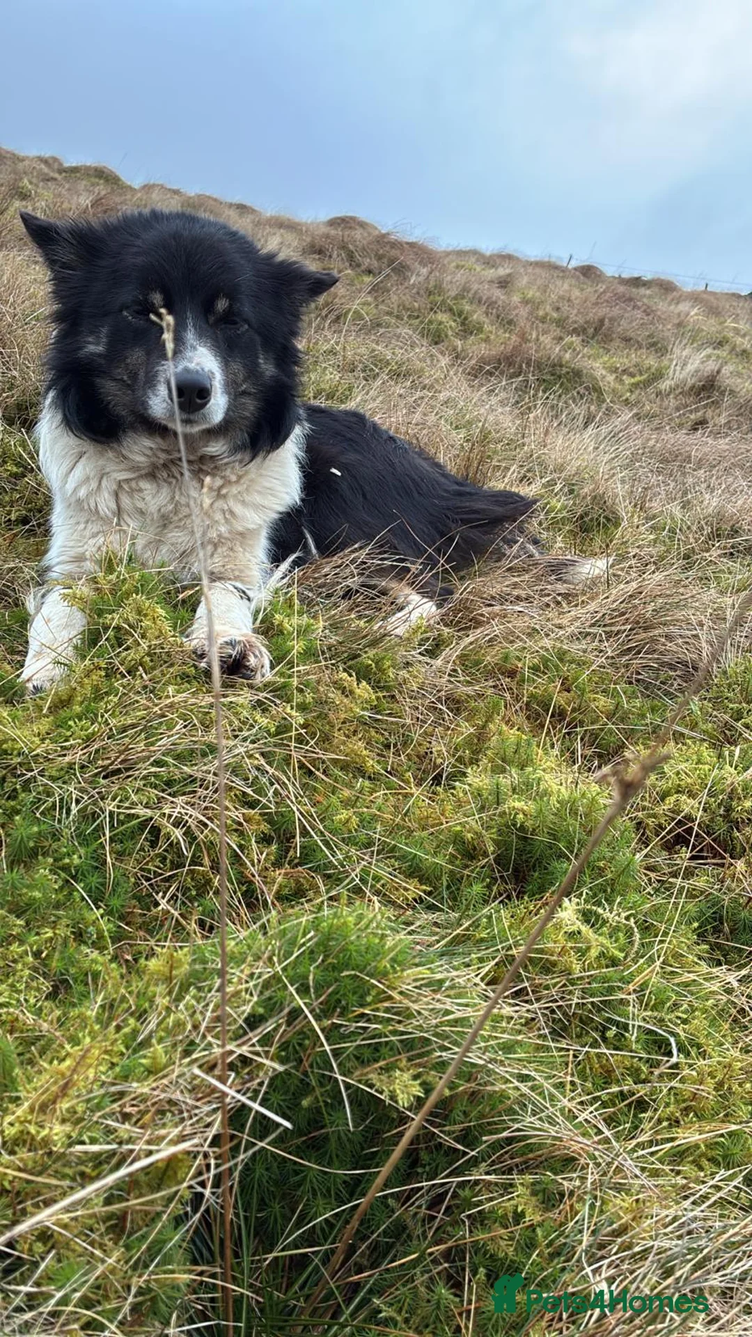Border Collie dogs for sale: 20 month Border Collie - Tess  in Moffat - Advert 1