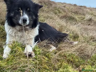 Border Collie dogs 20 month Border Collie - Tess - Advert 10