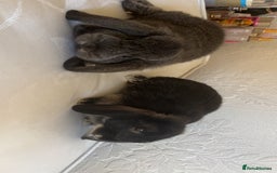 Mini Lop rabbits for sale: Mj and flop 💙 - Image 4