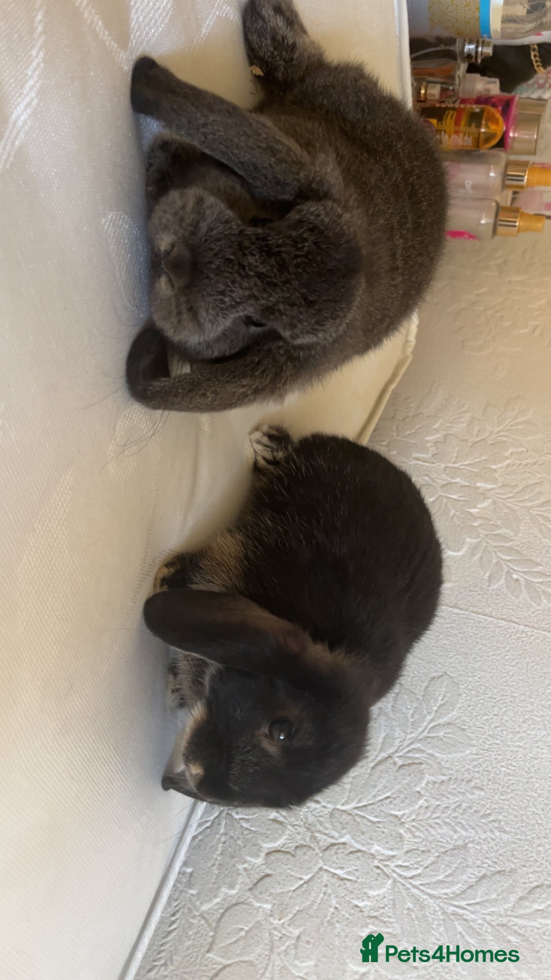 Mini Lop rabbits for sale: Mj and flop 💙 - Image 4
