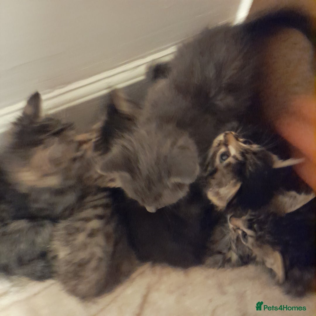 Bengal cats for sale: 6 Beautiful, Healthy Kittens - Image 4