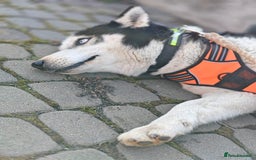 Siberian Husky dogs for adoption: 💙🐶 HASAN 🐶💙 - Image 9