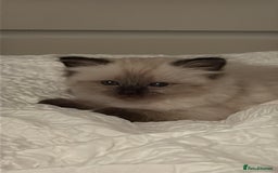 Ragdoll cats for sale: Purebred ragdoll kittens for sale  - Image 3