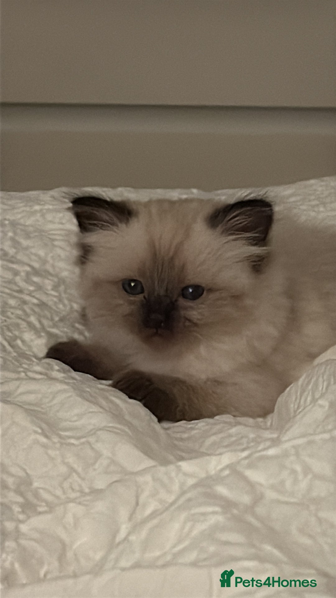 Ragdoll cats for sale: Purebred ragdoll kittens for sale  - Image 3