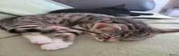 Domestic Shorthair cats for sale: Kittens in Grimsby - Advert 1