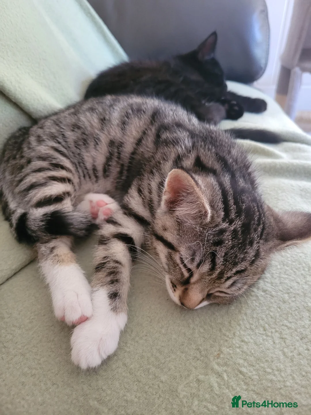 Domestic Shorthair cats for sale: Kittens in Grimsby - Advert 1