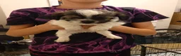 Mixed Breed dogs for sale: Shih tzu Cross chihuahua  - Advert 7