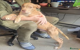 Mixed Breed dogs for sale: Tank american bull x  - Advert 4