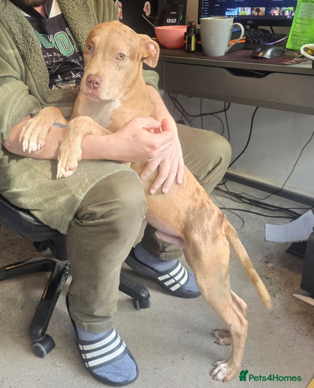 Mixed Breed dogs for sale: Tank american bull x  - Advert 4