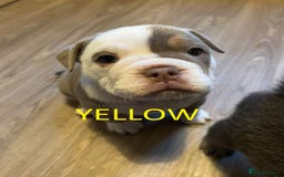 Olde English Bulldogge dogs for sale: Playful OEB Puppies  - Image 12