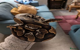 Python Snake reptiles for sale: Beautiful Male Ball Python - Image 6