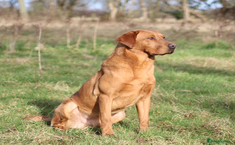 Labrador Retriever dogs - Advert 6