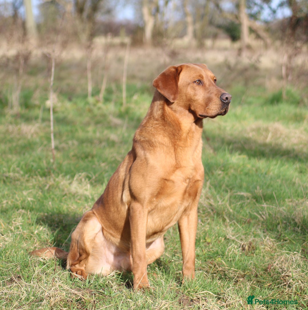 Labrador Retriever dogs for stud: Fox red working Labrador at stud - Image 1