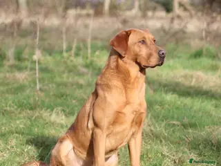 Labrador Retriever dogs Fox red working Labrador at stud - Advert 8
