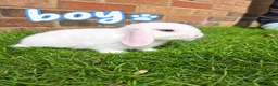 Mini Lop rabbits for sale: 🐰 Beautiful mini lops for sale 🐰 - Advert 4