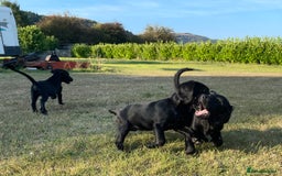 Cockerdor dogs for sale: Cockerdor puppies - Image 13