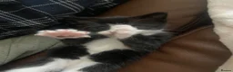 Mixed Breed cats for sale: Two gorgeous kittens - Advert 13