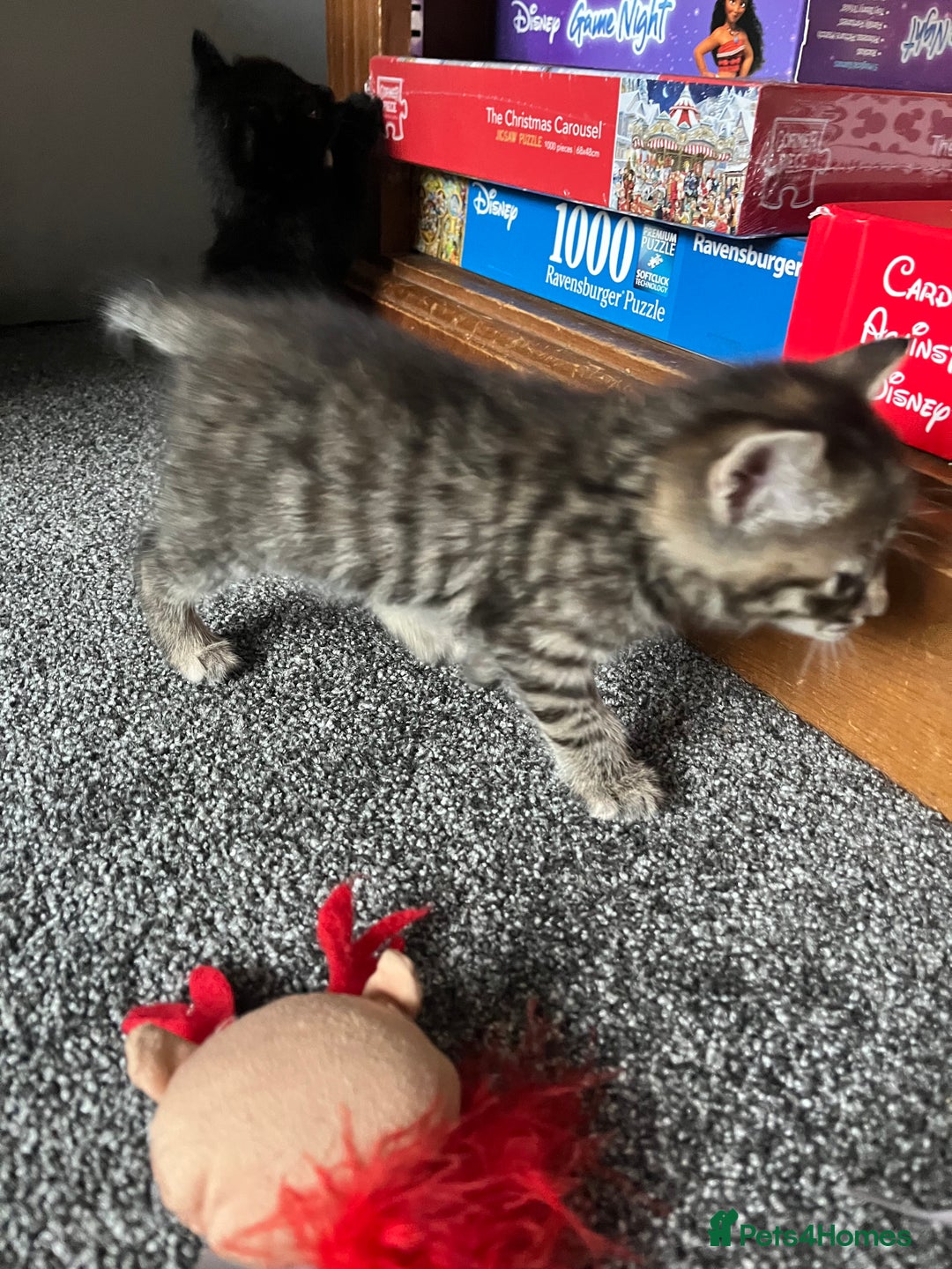 Bengal cats for sale: Bengal x kittens - Image 5