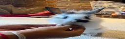 Mixed Breed rabbits for sale: Bunnies for sale  - Advert 3