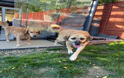 Mixed Breed dogs for adoption: 💖 Gentle Joky is waiting for her forever home! - Image 14