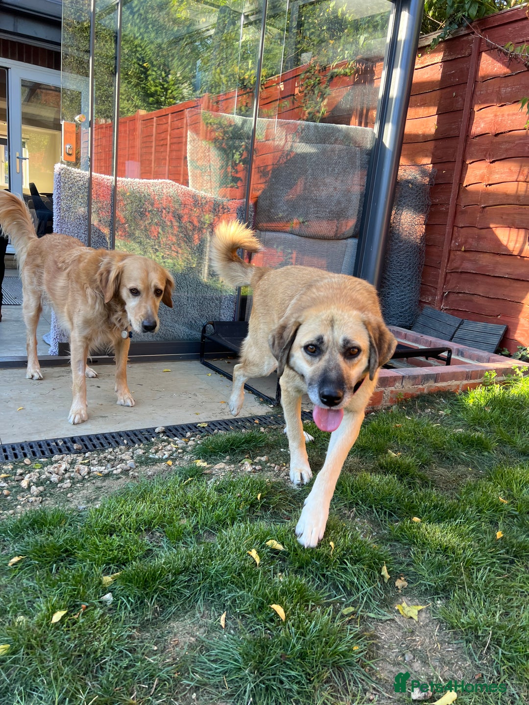 Mixed Breed dogs for adoption: 💖 Gentle Joky is waiting for her forever home! - Image 14