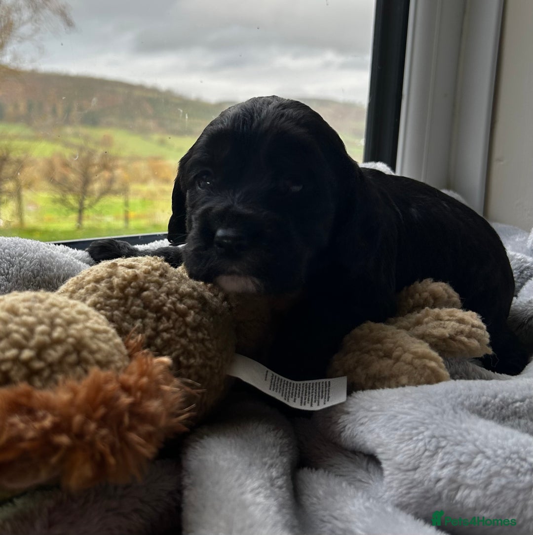 Cocker Spaniel dogs for sale: ✨ Cuddles Await from our Cocker Spaniel Pups  - Advert 35