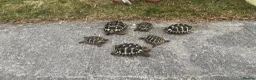 Hermann Tortoise reptiles for sale: Hermann Tortoise  in Bridgend - Advert 7
