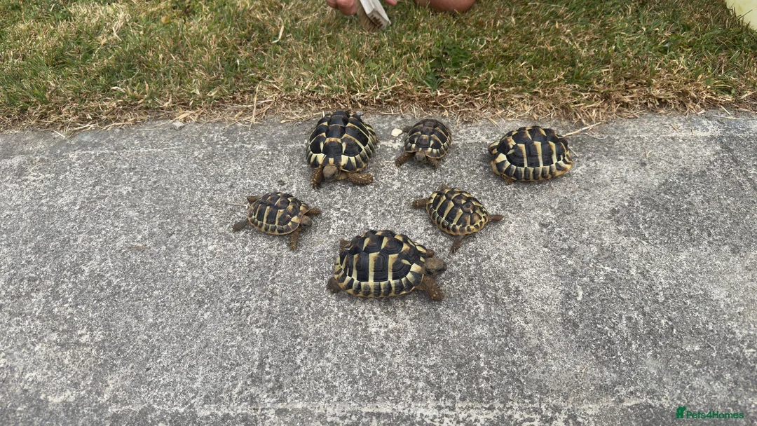 Hermann Tortoise reptiles for sale: Hermann Tortoise  in Bridgend - Advert 7