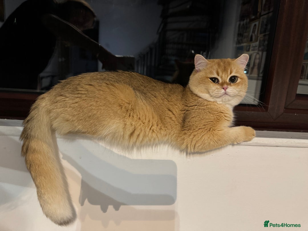 British Shorthair cats for sale: GCCF reg BSH Chocolate and Black Golden Kittens - Image 5