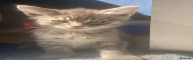 Bengal 1