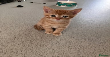 Mixed Breed cats - Advert 3