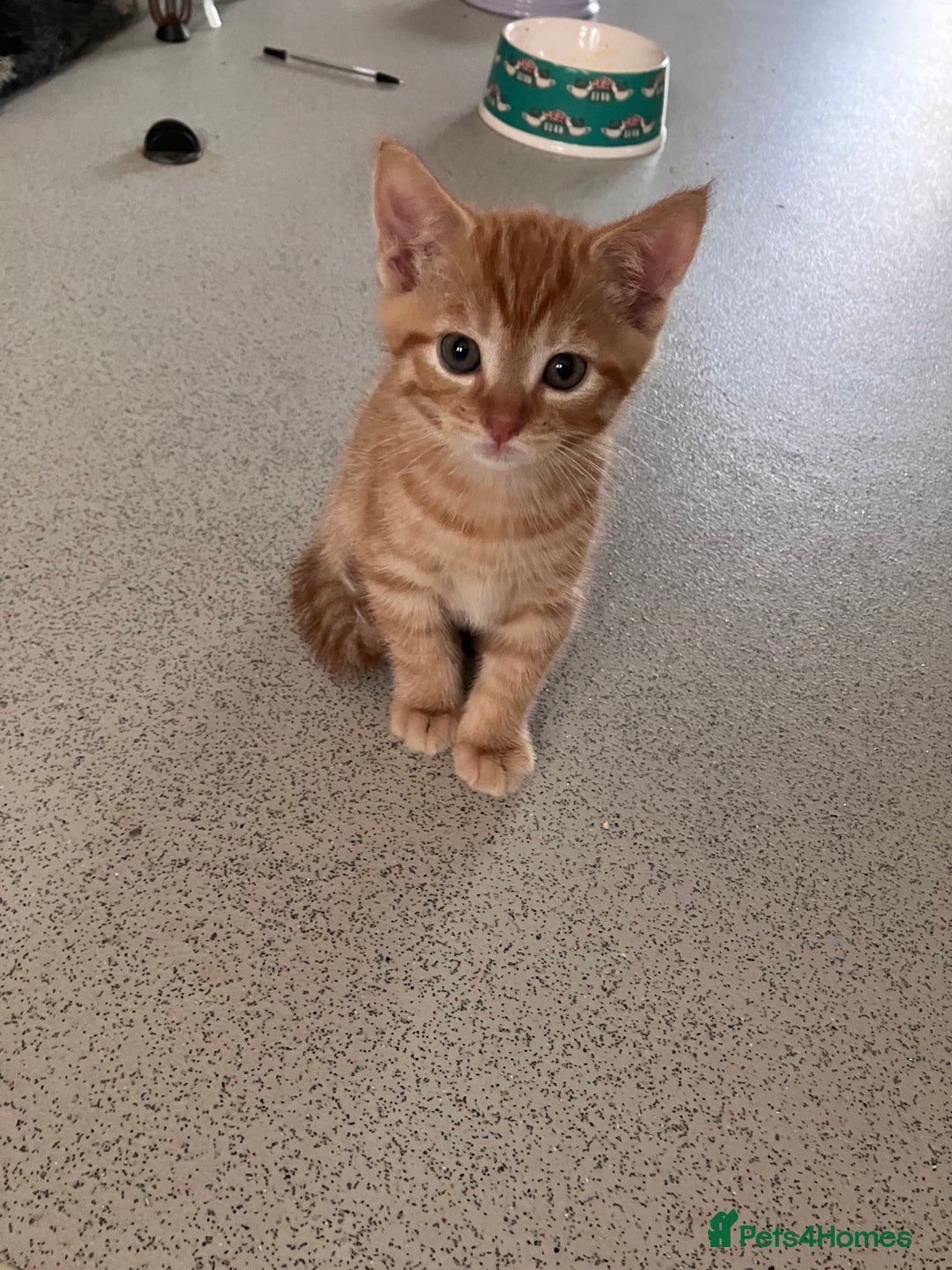 Mixed Breed cats for sale:  kittens😻ready to go to their forever homes - Image 2