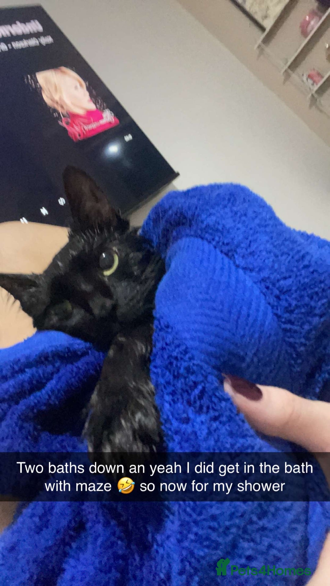 British Shorthair cats for sale: FREE British shorthair cat called mabel - Advert 5