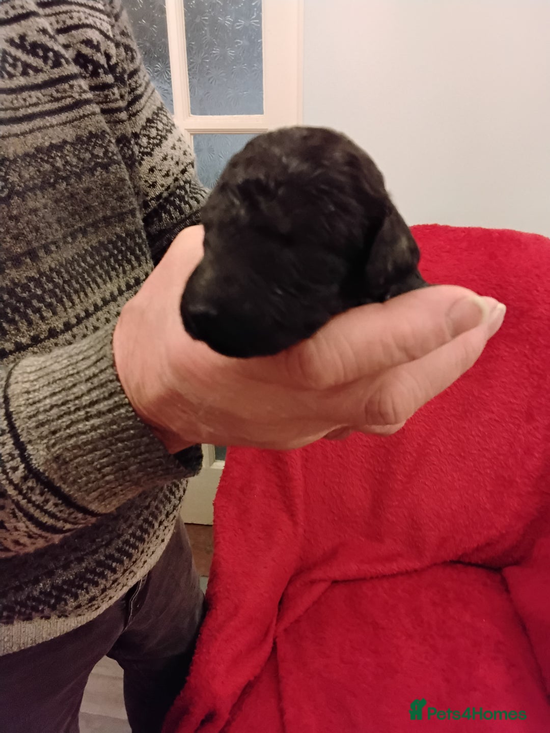 Standard Poodle dogs for sale: Beautiful KC Reg Standard Poodle Puppies - Advert 7