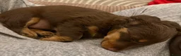 Miniature Dachshund dogs for sale: 2 miniature dachshund puppies for sale - Advert 10