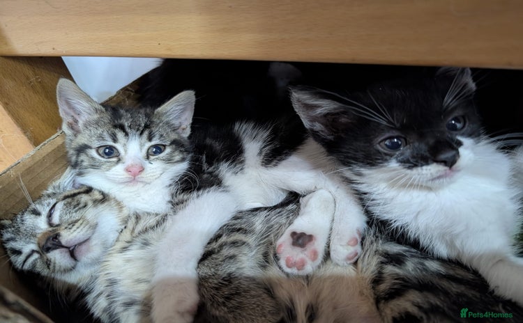 Mixed Breed cats - Advert 14