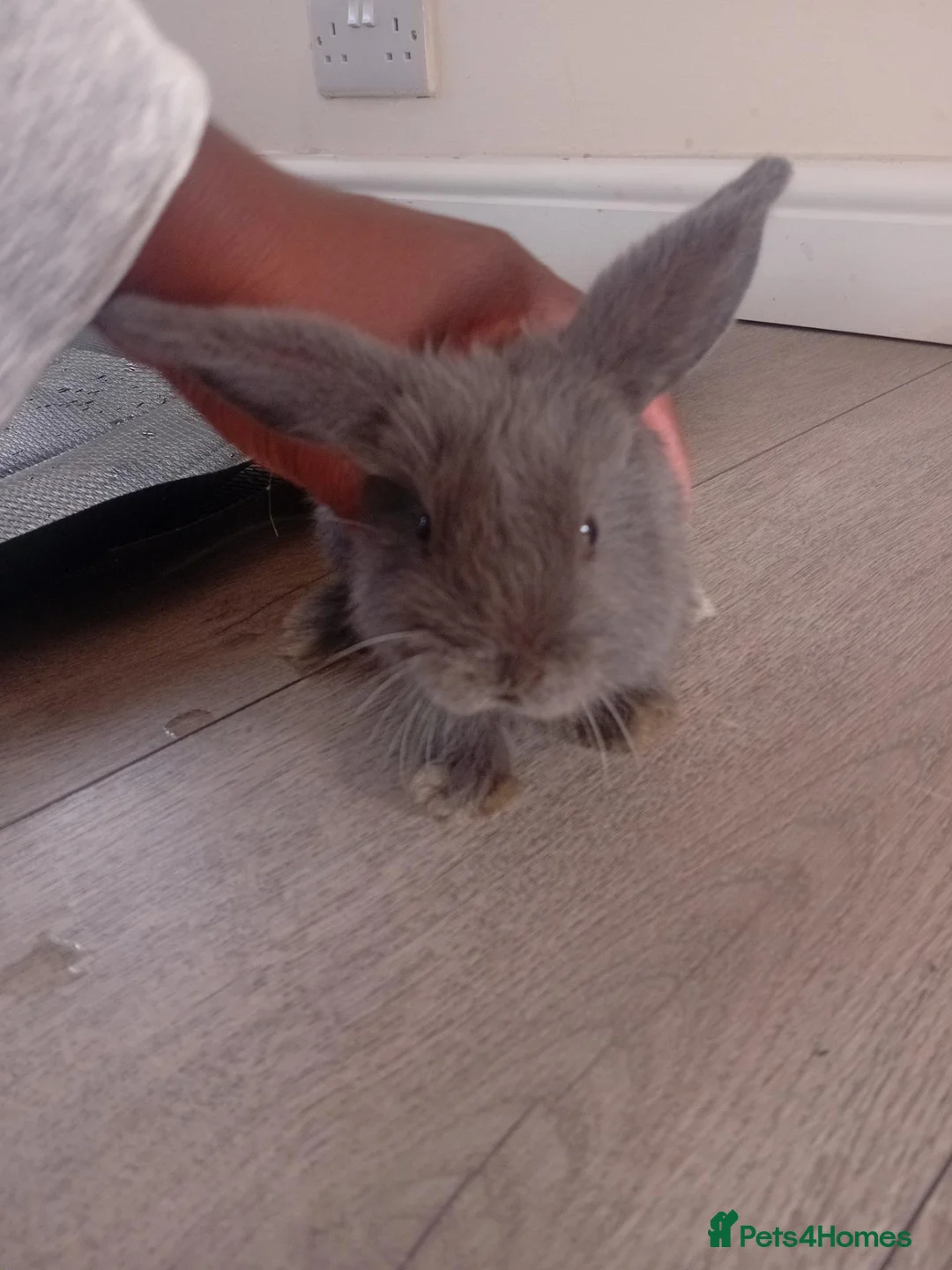 Mini Lop rabbits for sale: Adorable baby bunnies  - Advert 7