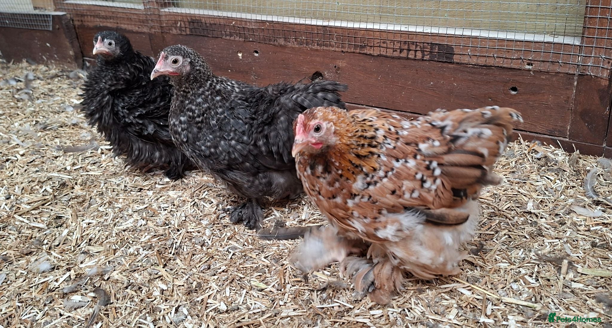 Chickens poultry Pekin Bantam Hens, Cuckoo & Millifleur - Advert 1