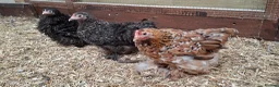 Chickens poultry for sale: Pekin Bantam Hens, Cuckoo & Millifleur - Advert 1