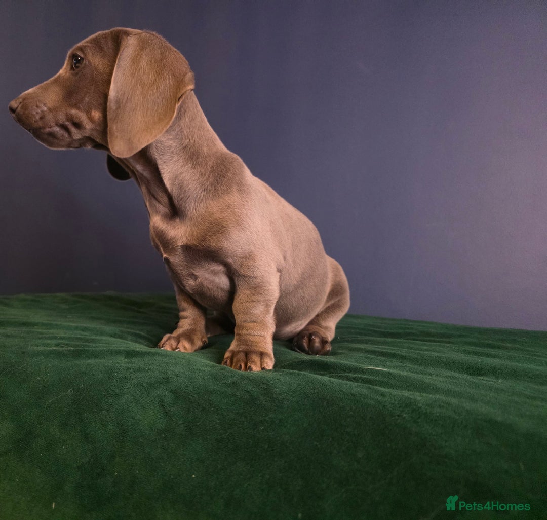 Dachshund dogs for sale: KC Registered Shorthaired dachshunds  - Advert 8