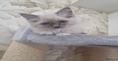 Ragdoll cats - Advert 13