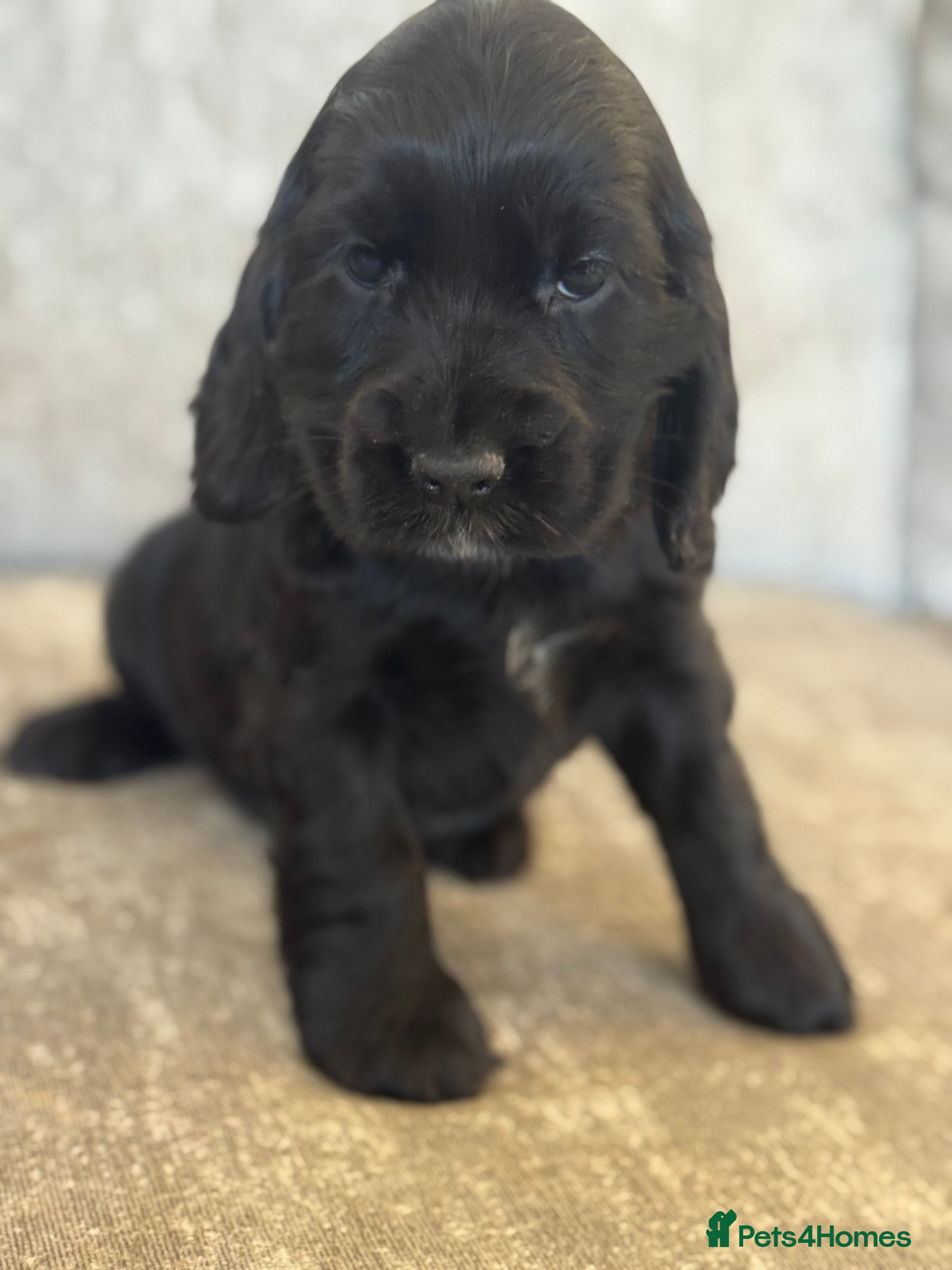 Cocker Spaniel dogs 100% SHOWTYPE COCKERS KC REGISTERED HEALTH TESTED  - Advert 14