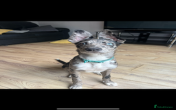 Lurcher dogs for stud: Collie x Whippet Stud  - Image 11