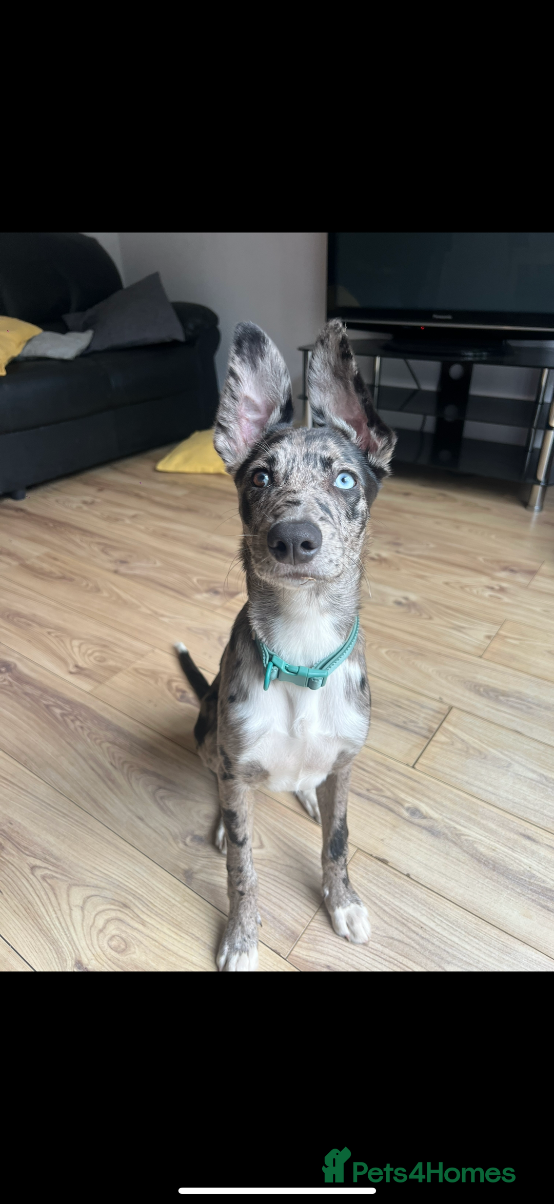 Lurcher dogs for stud: Collie x Whippet Stud  - Image 11