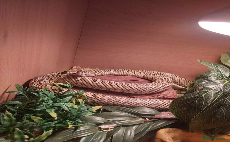 King Snake reptiles - Advert 1