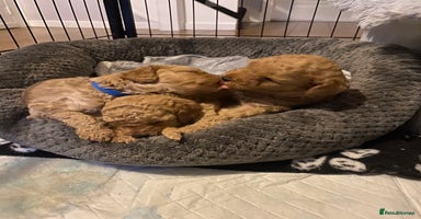 Poochon dogs - Advert 3